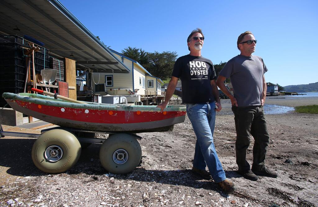 Hog Island Oyster Company partners Terry Sawyer, left, and John Finger at their Tomales Bay facility, in Marshall on Monday, April 7, 2014. (Christopher Chung/ The Press Democrat)
