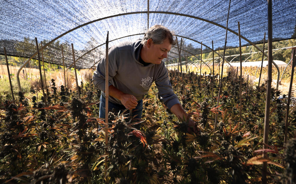 Dylan Mattole leafs his cannabis crop in August 2022, just a few days before harvest in Humboldt County’s Mattole Valley near Honeydew. (Kent Porter/The Press Democrat)
