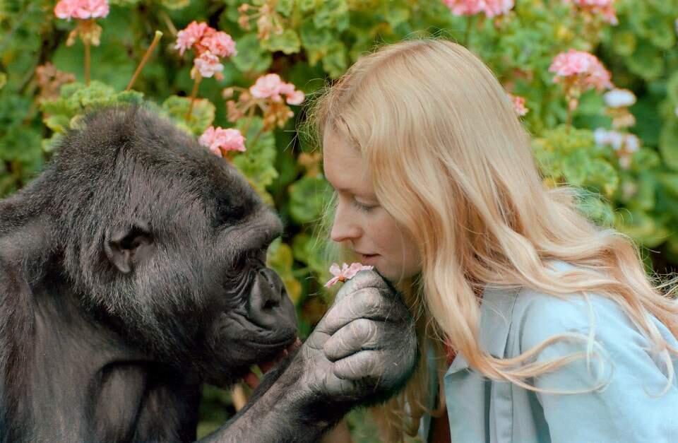 Koko, a western lowland gorilla who learned sign language, with her caretaker Penny Patterson. Koko died last week at age 46. (RON COHN / The Gorilla Foundation-Koko.org)