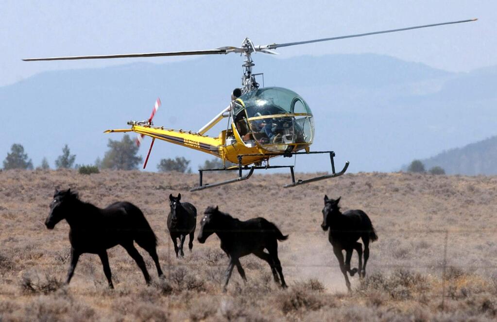 FILE--In this Aug. 19, 2004 file photo, a helicopter herds a group of wild horses toward a large V-shaped trap at Devils Garden at the Modoc National Forest, Calif. The U.S. Forest Service is set to round up 1,000 wild horses and says that many of them could be sold to distant slaughterhouses. (AP Photo/Rich Pedroncelli, File)