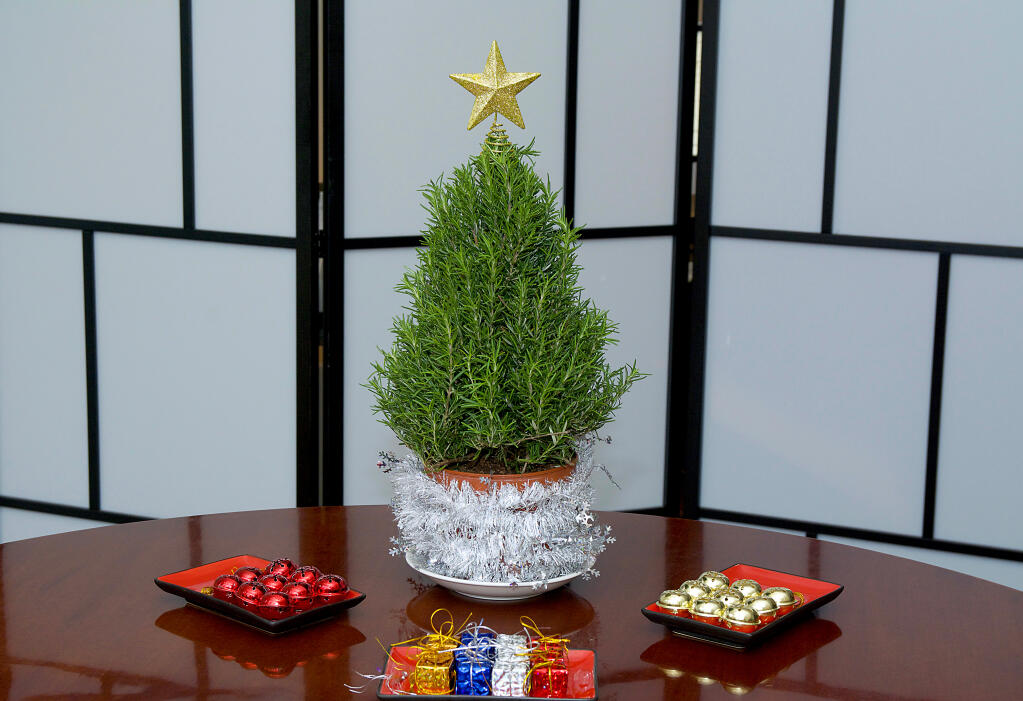 A rosemary plant shaped into a Christmas tree makes a fun and practical gift. (Garrett Chong/Shutterstock)
