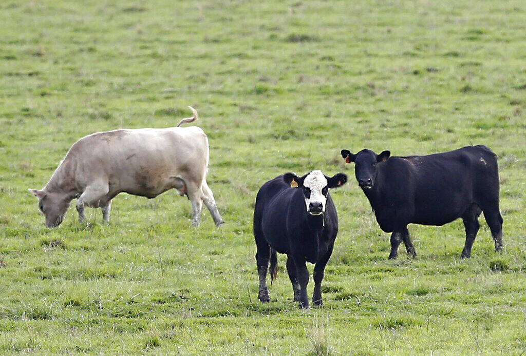 Cattle grazing in a field near Sacramento. (RICH PEDRONCELLI / Associated Press, 2015)