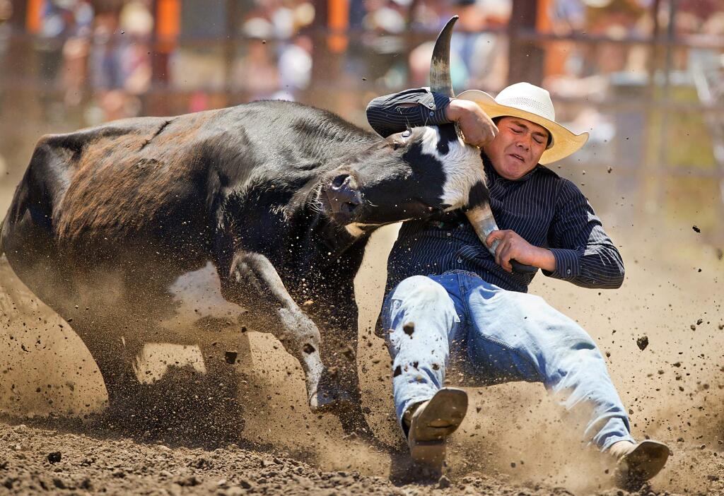 Jessie Clark, of Auburn, wrestles a steer to the ground at the 50th annual Russian River Rodeo in Duncans Mills on Saturday. (JOHN BURGESS/The Press Democrat)