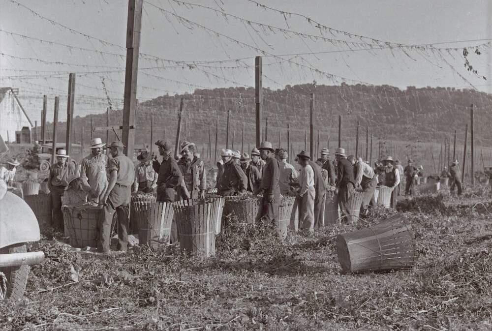 The Russian River was formerly hops country. The appellation now known for its pinot noir was once covered in hops. In this photo, hop pickers near Wohler Road in Healdsburg in the 1920s. (Courtesy of the Sonoma County Library)