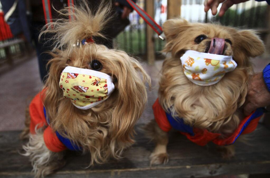 Pet dogs are seen wearing masks in 2009 after local media reported that two dogs were infected with H1N1 flu virus in Beijing. (AP Photo)