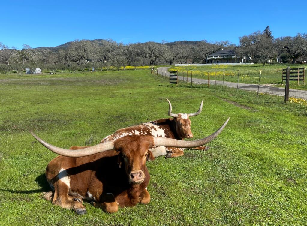 Clifford the steer (front) and Paisley the heifer rest in an expansive green field on a sunny day at Beltane Ranch in Glen Ellen. (Photo by Beltane Ranch)