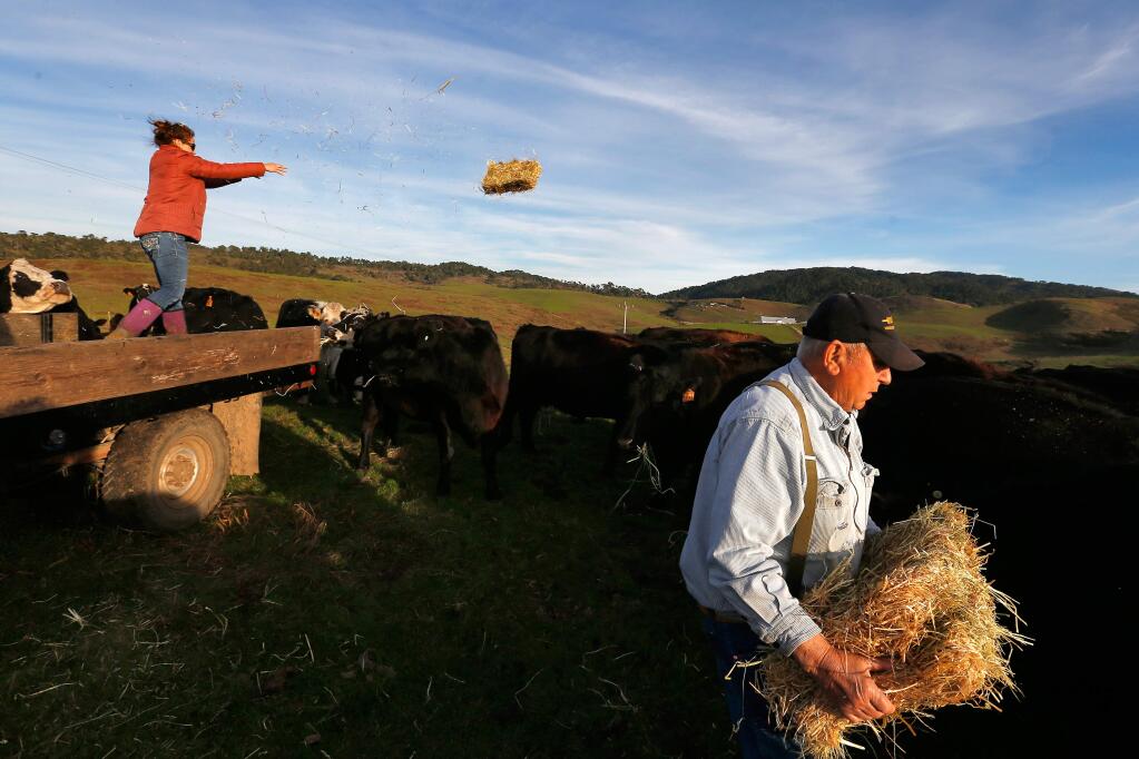 Rich Grossi, 77, with help from his granddaughter Ashley Arndt, left, feed hay to some of Grossi's cattle at the Historic M Ranch on Point Reyes National Seashore near Inverness, California on Tuesday, November 21, 2017. The Grossi family has farmed on Point Reyes for six generations, since purchasing the ranch in 1939. Now, the future of ranching at Point Reyes National Seashore may be at stake due to land management plans proposed by the National Park Service, portions of which includes reducing or eliminating cattle ranching. (Alvin Jornada / The Press Democrat)
