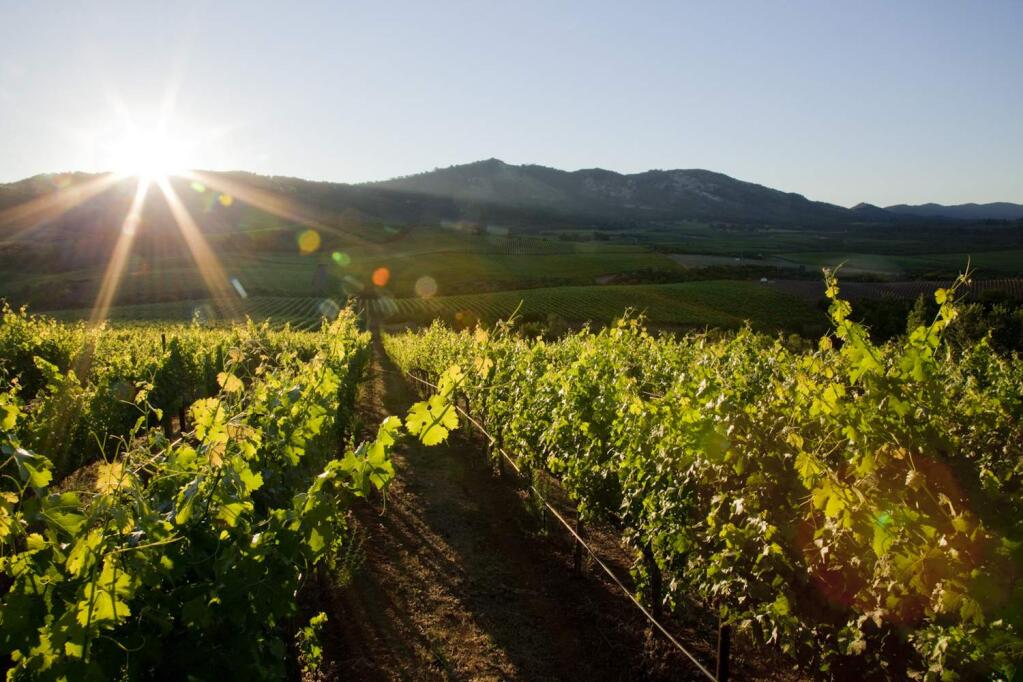 E&J Gallo in early 2017 buys Stagecoach Vineyard, which has 600 acres of grapes in Napa County's Atlas Peak appellation. (M.J. WICKHAM, 2007)