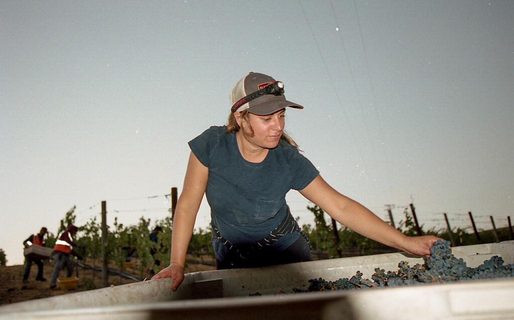 Elise Nerlove, co-owner of Elkhorn Peak Cellars and a leader of Save the Family Farms advocacy group for Napa County microwinery permits, checks grapes harvested from the family’s 20 acres of vines. (Evan Roscoe / Beneath the Vines Imaging)