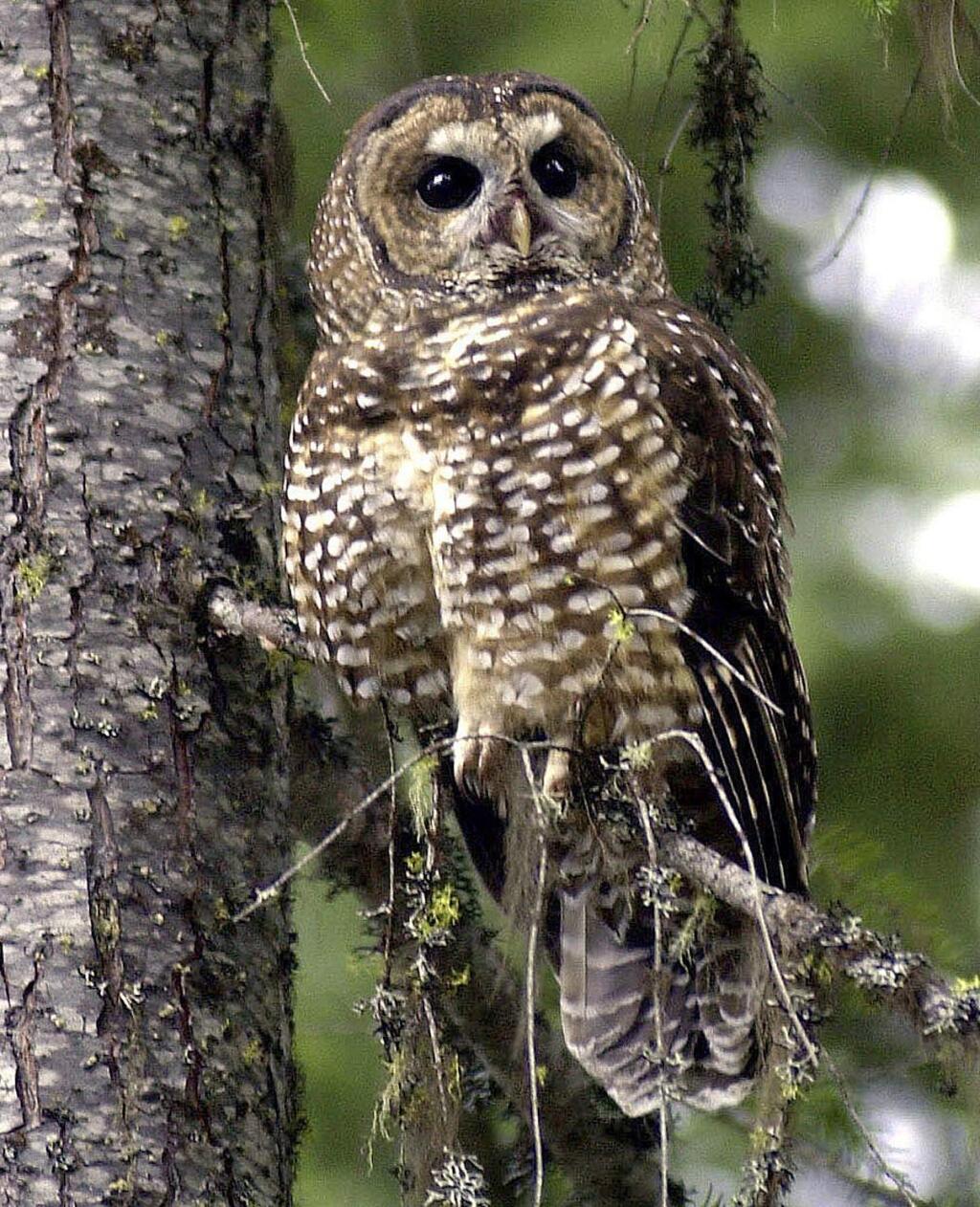 FILE - In this May 8, 2003, file photo, a Northern spotted owl sits on a tree in the Deschutes National Forest near Camp Sherman, Ore. A new study said rat poison from pot farms in California forests appears to be poisoning endangered Northern spotted owls. Scientists for the University of California at Davis and the California Academy of Sciences published the study Thursday, Jan. 11, 2018, in the journal Avian Conservation and Ecology. (AP Photo/Don Ryan, File)