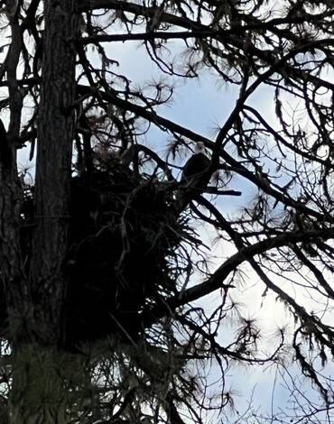 Neighbors and others opposed to PG&E plans to cut down a ponderosa pine that for years has posted nesting bald eagles on a ranch near the Eel River and Potter Valley gathered Friday to prevent crews from entering the property. (Joseph Seidell)