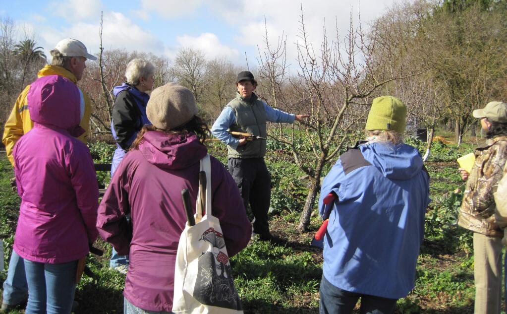 Submitted photoUC Cooperative Extension expert Paul Vossen will teach a workshop on winter pruning from 10 a.m. to 1 p.m. Saturday, Feb. 13, at the Sonoma Garden Park.