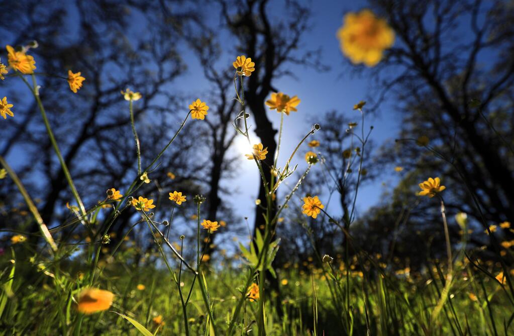 California buttercups rise from the ashes and below the singed outlines of oak trees at the Sonoma Valley Regional Park in Glen Ellen, Wednesday March 28, 2018. (Kent Porter / Press Democrat) 2018