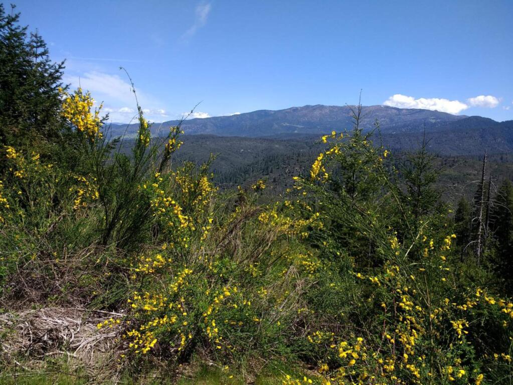 May 2017 photo showing Scotch broom on the Mendocino National Forest. (US Forest Service)