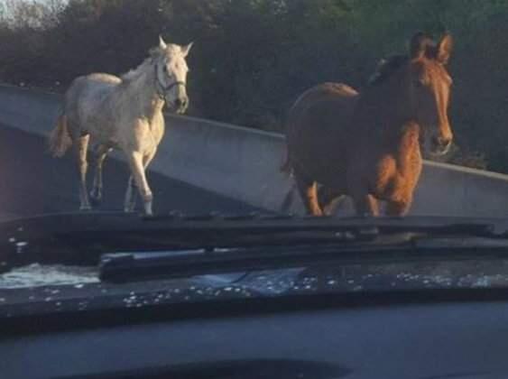 An escaped horse and mule galloped along Interstate 680 in the Bay Area during the morning commute, Monday, March 27, 2017. (WWW.FACEBOOK.COM/CHPCONTRACOSTA)
