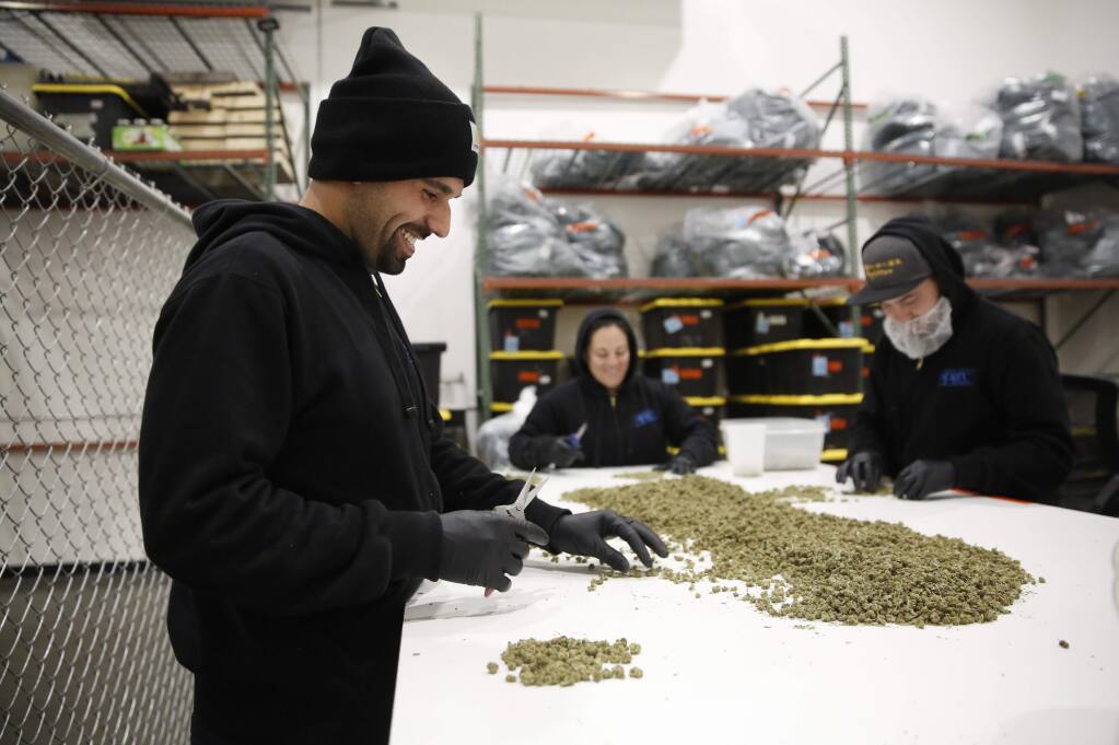 Employees Tony Here, left, Jasmine Gibbons, and Gustavo Rodriguez trim marijuana buds at the SPARC production facility in Santa Rosa on Tuesday, January 28, 2020. (BETH SCHLANKER/ The Press Democrat)