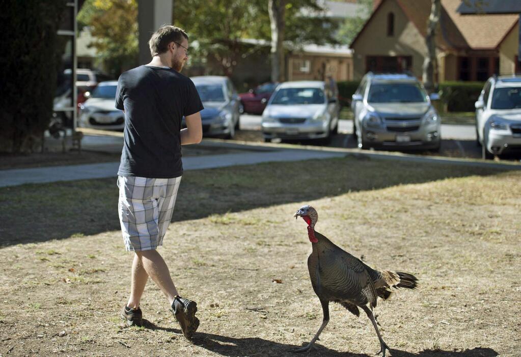 In this Wednesday, Oct. 26, 2016 photo, University of California, Davis grad student Will Hemstrom encounters a wild turkey who follows him closely near 3rd and C streets in Davis, Calif. The Davis City Council voted this week to approve a wild turkey management plan that includes trapping and relocating many of the birds and possibly killing some of the more aggressive ones. They also called for an ordinance prohibiting people from feeding the turkeys. (Randy Pench/Sacramento Bee via AP)
