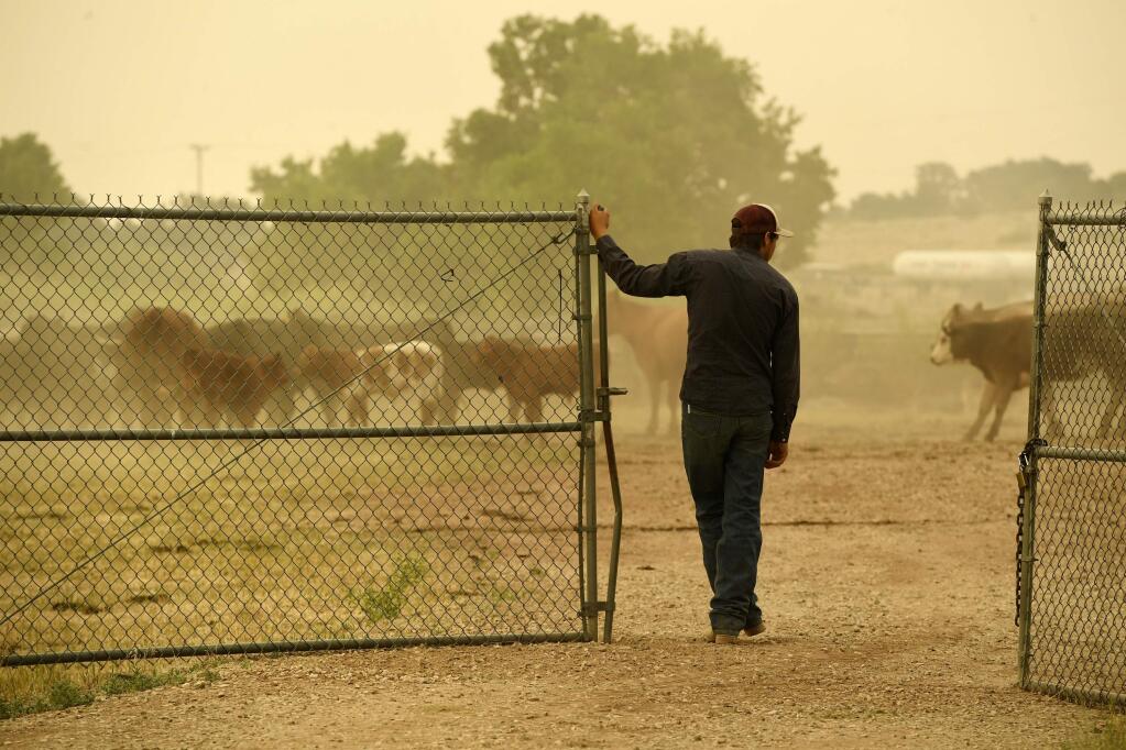 Ty Warren leaves a pen where his father's cattle are being kept at the Huerfano County Fairgrounds where displaced people have brought their pets for safe keeping as the Spring Fire continues to burn Tuesday, July 3, 2018, in La Veta, Colo. In Colorado, many communities have canceled firework displays, and a number of federal public lands and counties have some degree of fire restrictions in place, banning things like campfires or smoking outdoors. (Helen H. Richardson/The Denver Post via AP)