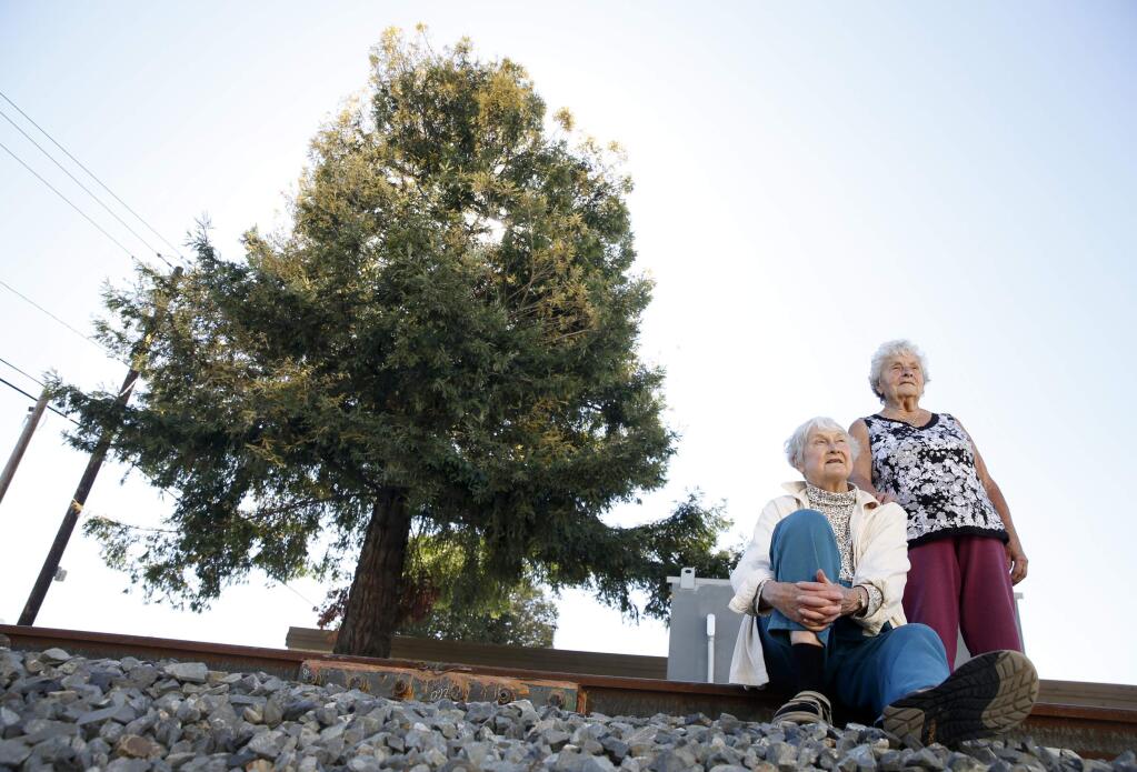 Prue Draper, left, of the Cotati Historical Society and Louise Santero, a longtime Cotati resident, stand next to an extremely rare albino redwood tree near the railroad track at East Cotati Ave on Tuesday, March 11, 2014 in Cotati, California. (BETH SCHLANKER/ The Press Democrat)