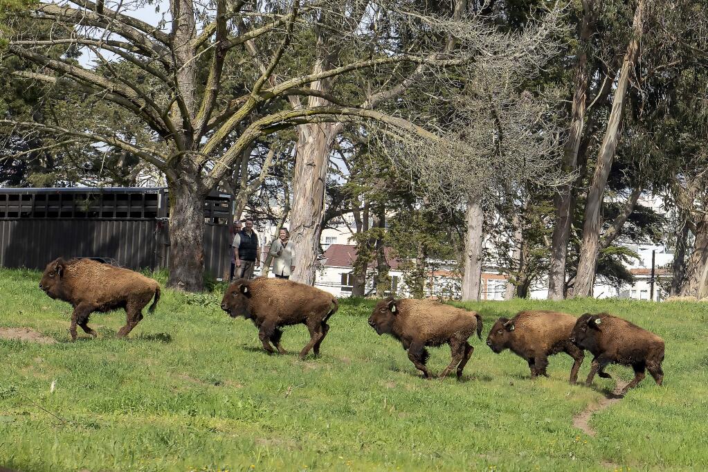 In this Friday, Feb. 28, 2020, photo, released by the San Francisco Recreation and Park, five baby female bison arrive at Golden Gate Park in San Francisco. Five baby bison have joined San Francisco's Golden Gate Park doubling the bison population in time for the park's 150th anniversary. The five 1-year-old female bison arrived at the park in the heart of the city Friday, bringing the total number of bison to 10 in the paddock that has existed since 1892. (James Watkins/San Francisco Recreation and Park via AP)