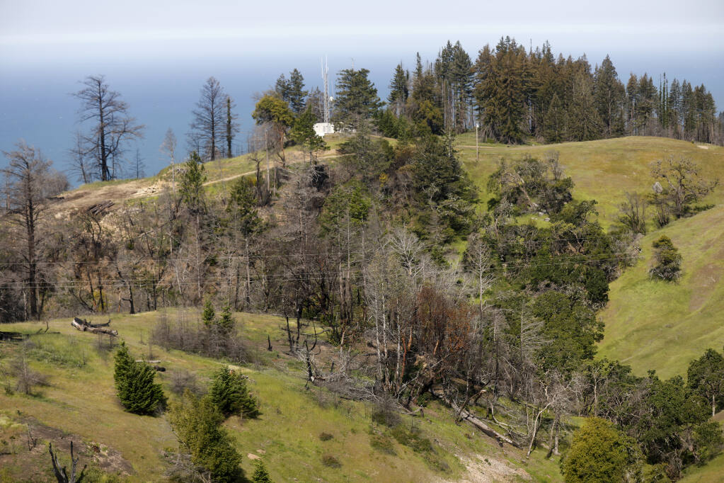 A stand of trees near PG&E utility poles show signs of stress from drought, fire, and bark beetles during an aerial inspection in Fort Ross, Calif., on Wednesday, April 27, 2022.(Beth Schlanker/The Press Democrat)