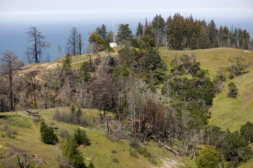 A stand of trees near PG&E utility poles show signs of stress from drought, fire, and bark beetles during an aerial inspection in Fort Ross, Calif., on Wednesday, April 27, 2022.(Beth Schlanker/The Press Democrat)