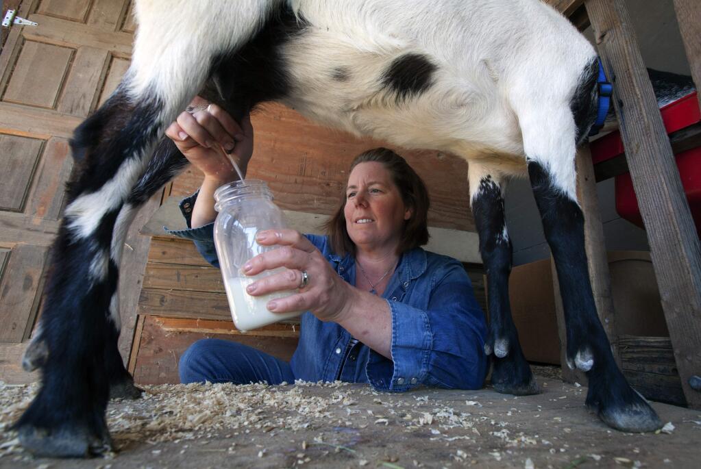 Robbi Pengelly/Index-TribuneShannon Lee milks one of the many goats at Two Moon Ranch on Sonoma Mountain.