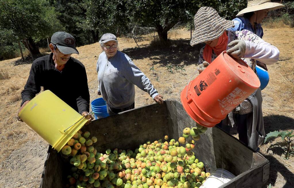 Jose Enriguez, left, Isabel Roman and Isabel Godines pour apples they've picked into a bin. (KENT PORTER/ PD)