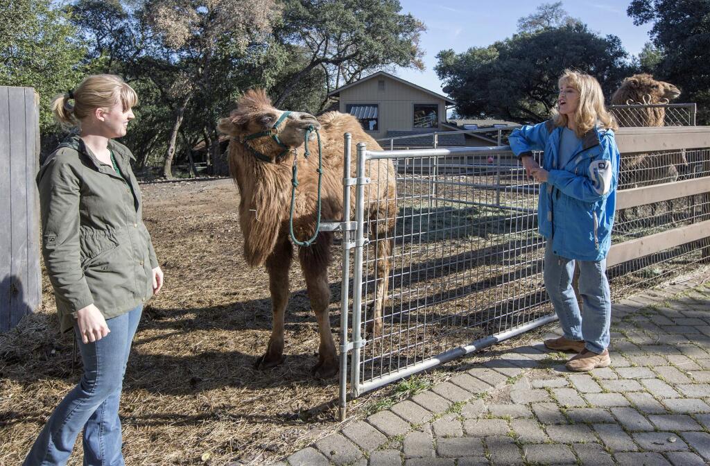 Freddy, the newest addition to the Lyon Ranch therapy menagerie, makes his wishes for walk known to Lynette Lyon (left) and Robin Lyon. (Photo by Robbi Pengelly/Index-Tribune)