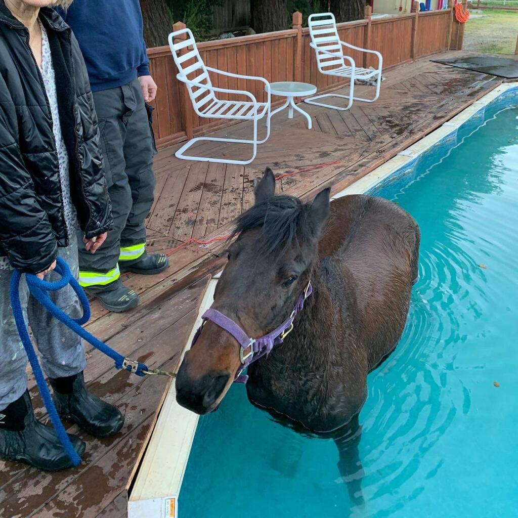 Rancho Adobe firefighters rescued a horse who had fallen into its owners' pool in Penngrove on Monday, March 2, 2020. (Rancho Adobe Fire District)