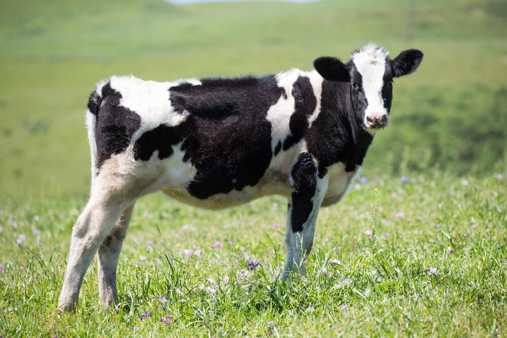 A black and white Holstein-Friesian dairy cow stands in a Marin County meadow in 2016. (YHelfman / Shutterstock)