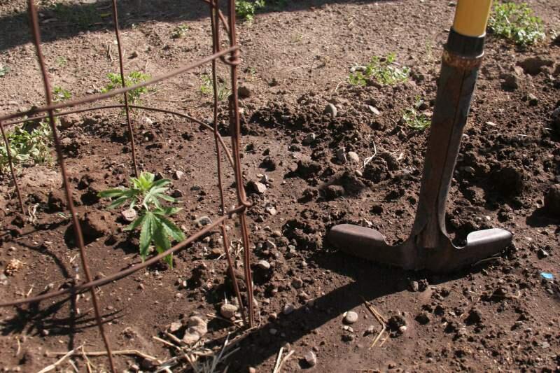 A cannabis plant took root this summer in a Sonoma garden. Up to three seedlings will be allowed under new city guidelines.(Christian Kallen/Index-Tribune)