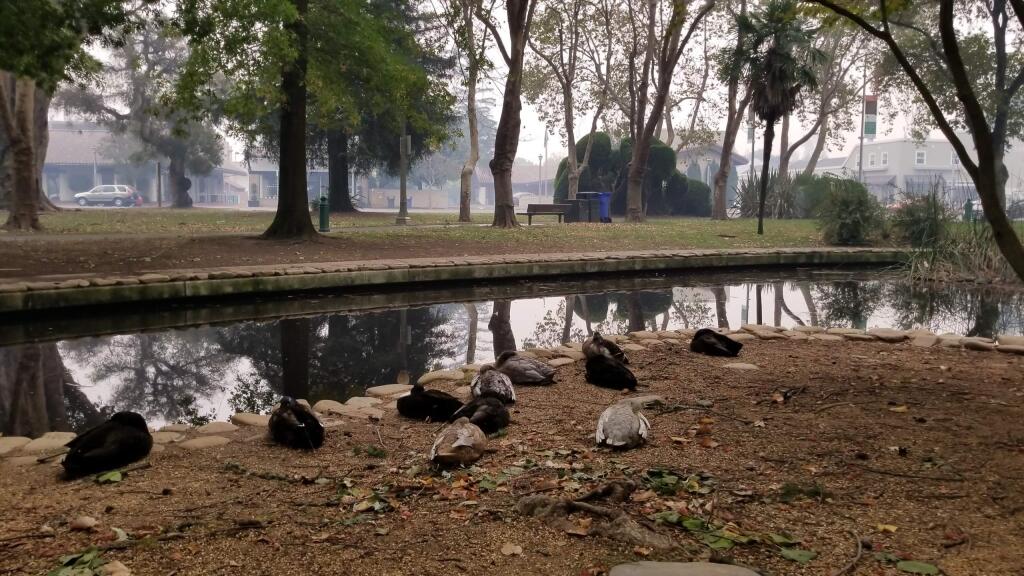Plumage fumage: Even the Plaza ducks hid their heads in their feathers over the air quality.
