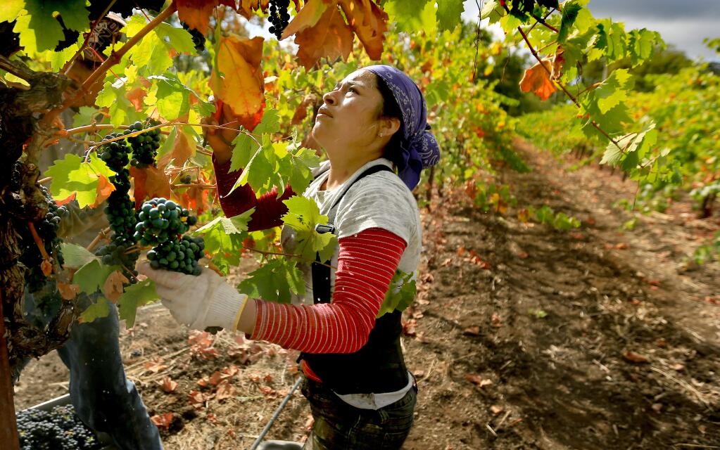 Workers harvest pinot noir grapes at Vyborny's Game Farm vineyard on Wednesday, July 22, 2015 in Yountville, California . (BETH SCHLANKER/ The Press Democrat)