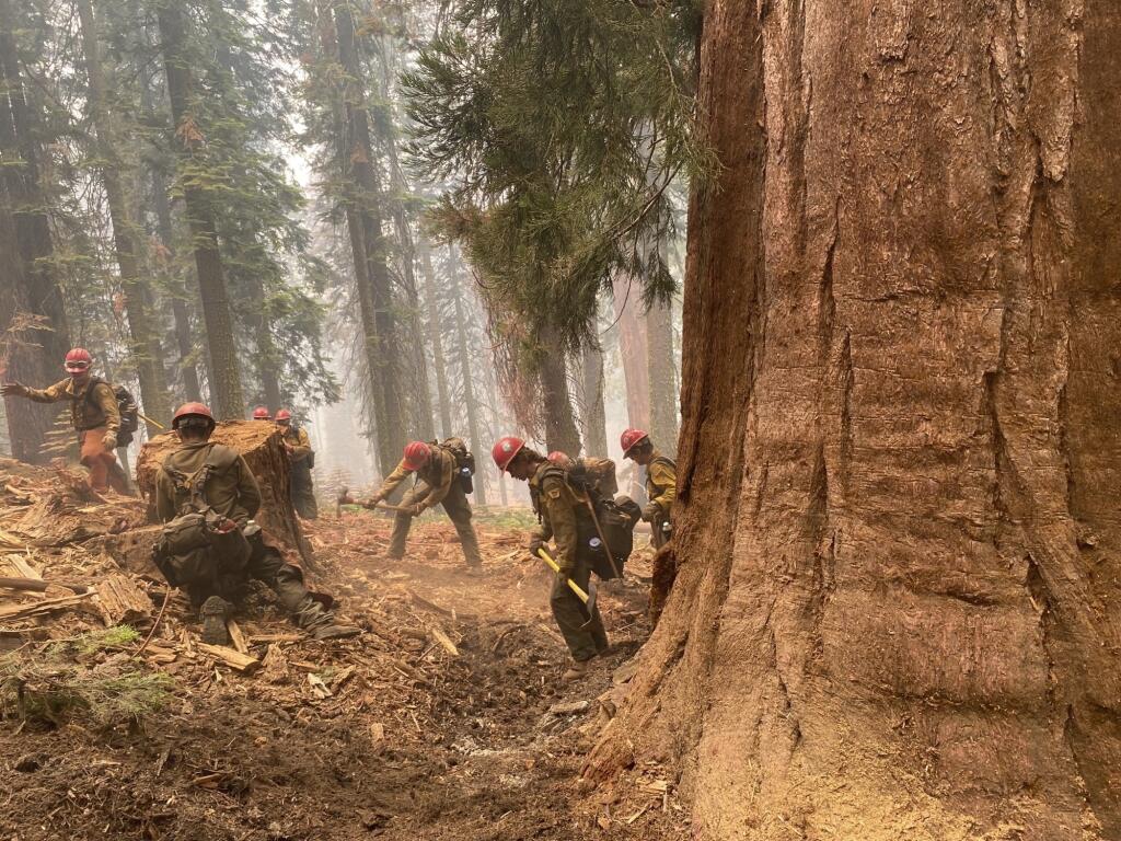 This July 2022 photo provided by the National Park Service shows firefighters clear loose brush from around a Sequoia tree in Mariposa Grove in Yosemite National Park, Calif. A wildfire on the edge of a grove of California’s giant sequoias in Yosemite National Park grew overnight but remained partially contained Tuesday, July 12, 2022.  (Garrett Dickman/NPS via AP)