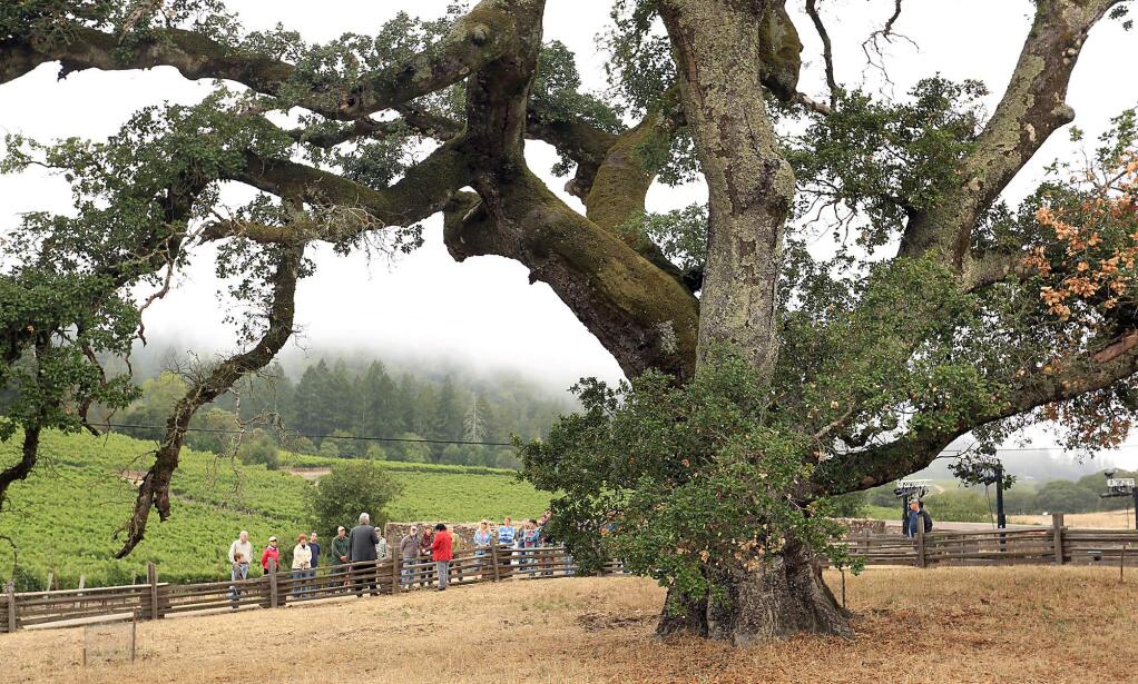 8/11/2013: B3: At Jack London State Park in Glen Ellen, a small group of park visitors, including docents and state parks officials, held a ceremony Saturday for Londonís oak tree, which will be removed in November.PC: At Jack London State Park in Glen Ellen, Saturday August 10, 2013 a small group of park visitors, including docents and state parks officials held a ceremony and prayer for a large oak tree, foreground, that will be taken down in front of Jack London's cottage due to the tree being diseased.(Kent Porter / Press Democrat) 2013