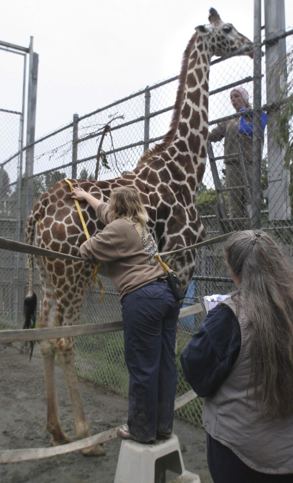 FILE - In this Jan. 25, 2008 file photo, Tiki the giraffe is gets fitted for a brand new winter coat at the Oakland Zoo, in Oakland, Calif. Tiki, one of the oldest living giraffes has died in captivity. Vets at the zoo said on Nov. 2, 2017, they euthanized 28-year-old Tiki to spare her further pain from health issues that included arthritis. (Laura A. Oda/Bay Area News Group via AP)