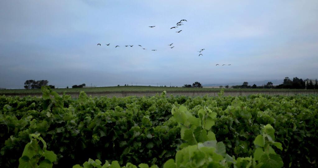 Kent Porter / The Press Democrat, 2017 Geese from the Napa River take flight over a Mumm Napa pinot wine grape vineyard in American Canyon. Napa County voters Tuesday voted on Measure C, which would limit vineyard development on hills and mountains and provide greater protection to watersheds and oak woodlands.
