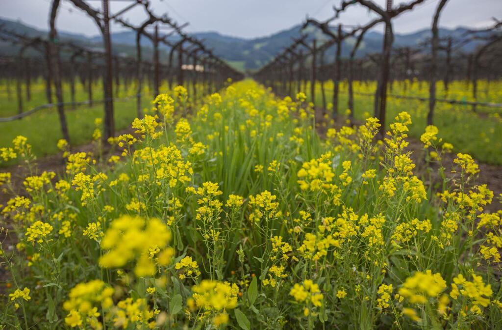 A familiar harbinger of spring, mustard flowers are now blooming in vineyards and fields throughout the valley, thanks to recent rains and mild temperatures. (Photo by Robbi Pengelly/Index-Tribune)