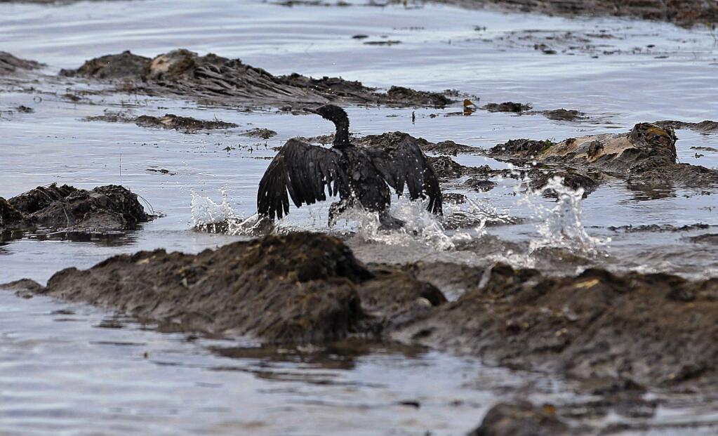 In this May 21, 2015, file photo, an oil-covered bird flaps its wings amid at Refugio State Beach, north of Goleta, Calif. Jurors being selected Thursday, April 19, 2018, in Santa Barbara County Superior Court will determine if Plains All American Pipeline, a Texas company that operated an oil pipeline that spilled crude along the California three years ago, broke any laws. (AP Photo/Jae C. Hong, File)