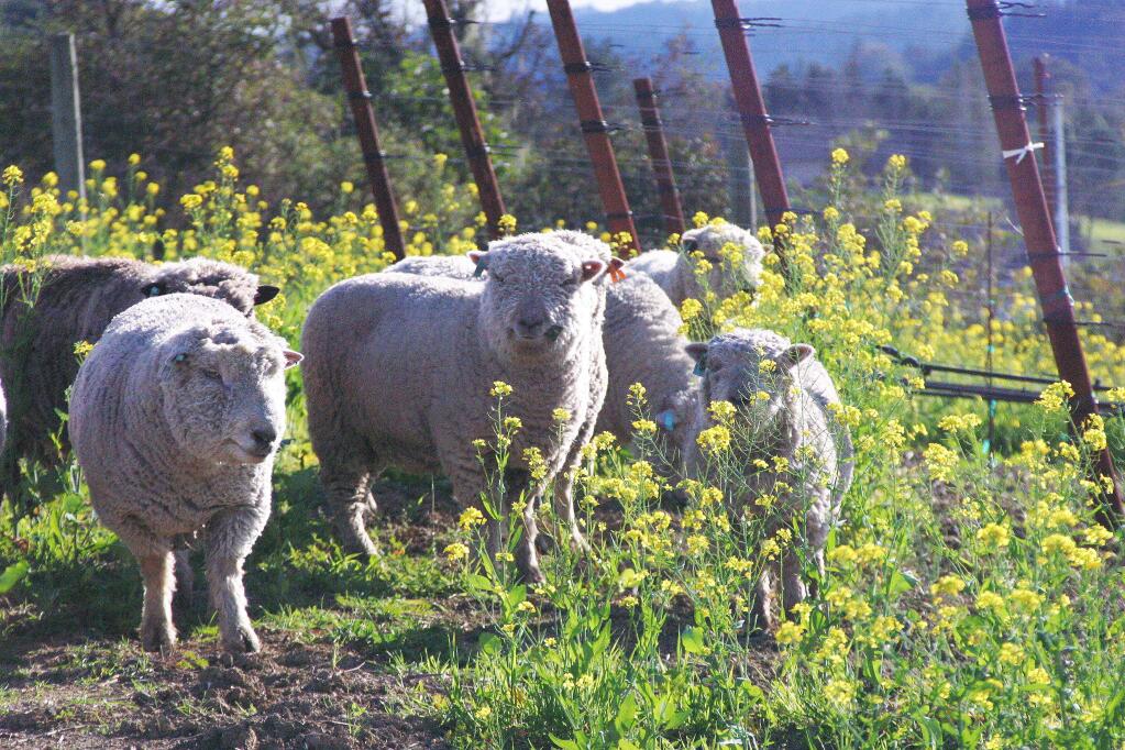 Sheep graze near vineyards at Healdsburg's Puma Springs Vineyards. (Photo Credit: Tony Crabb of Puma Springs Vineyards.)