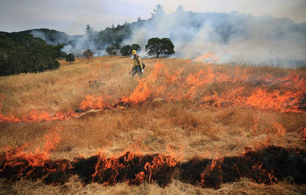 National Park Service firefighter Paul Beisner uses a drip torch to ignite sections of grass on fire and was part of more than two dozen firefighters from Cal Fire and Sonoma County fire departments to participate in control burn at Bouverie Preserve in Glen Ellen, Tuesday May 30, 2017 in Glen Ellen. Crews burned nearly 18 acres of grassland and oak savannah at the preserve. (Kent Porter / Press Democrat) 2017