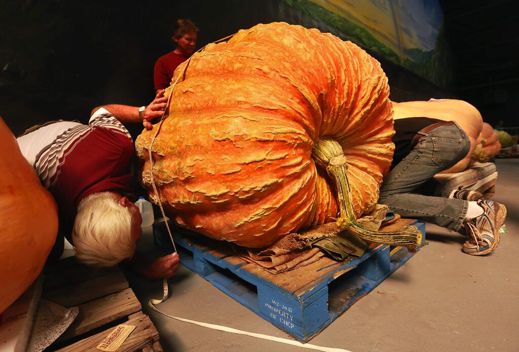 Judges Richard Westervelt, left, and Pete Glasier, right, measure a giant pumpkin for the contest at the National Heirloom Exposition at the Sonoma Fairgrounds on Tuesday, Sept. 9, 2014. (JOHN BURGESS/ PD)