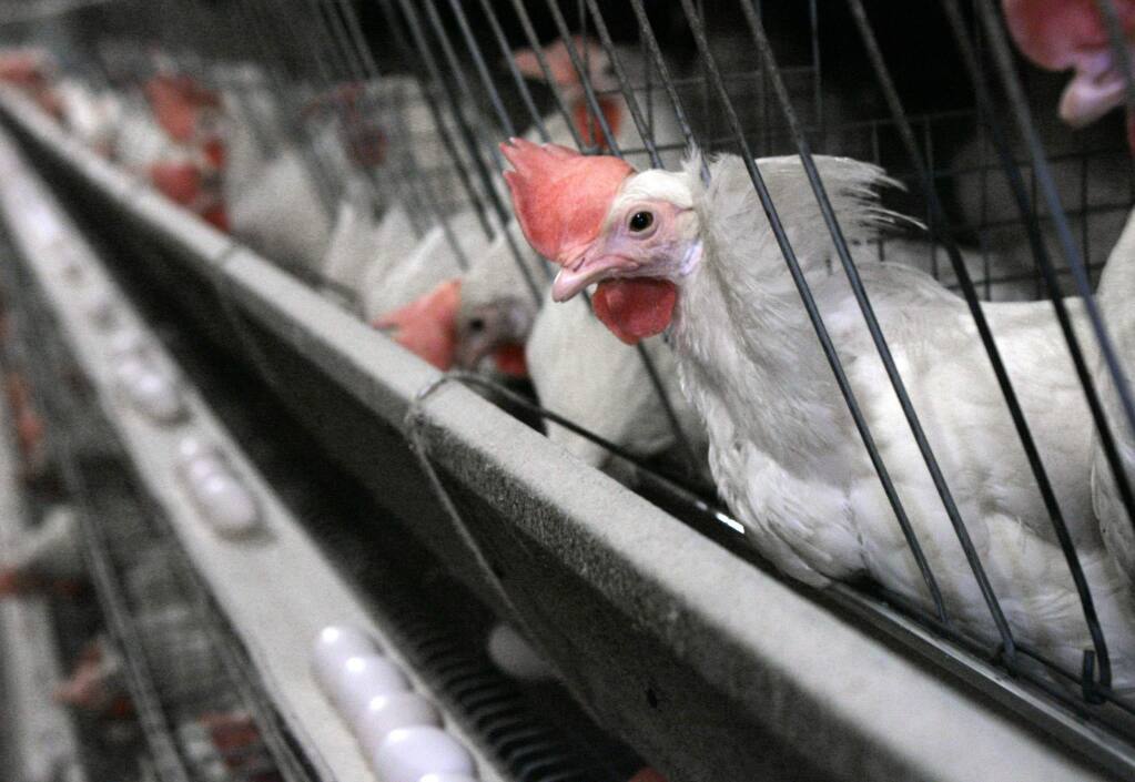 FILE - In this Sept. 28, 2007, file photo chickens appear at a chicken house near Livingston, Calif. roposition 12 on California's November ballot would require that egg-laying hens be cage free by 2022. (AP Photo/Rich Pedroncelli, File)