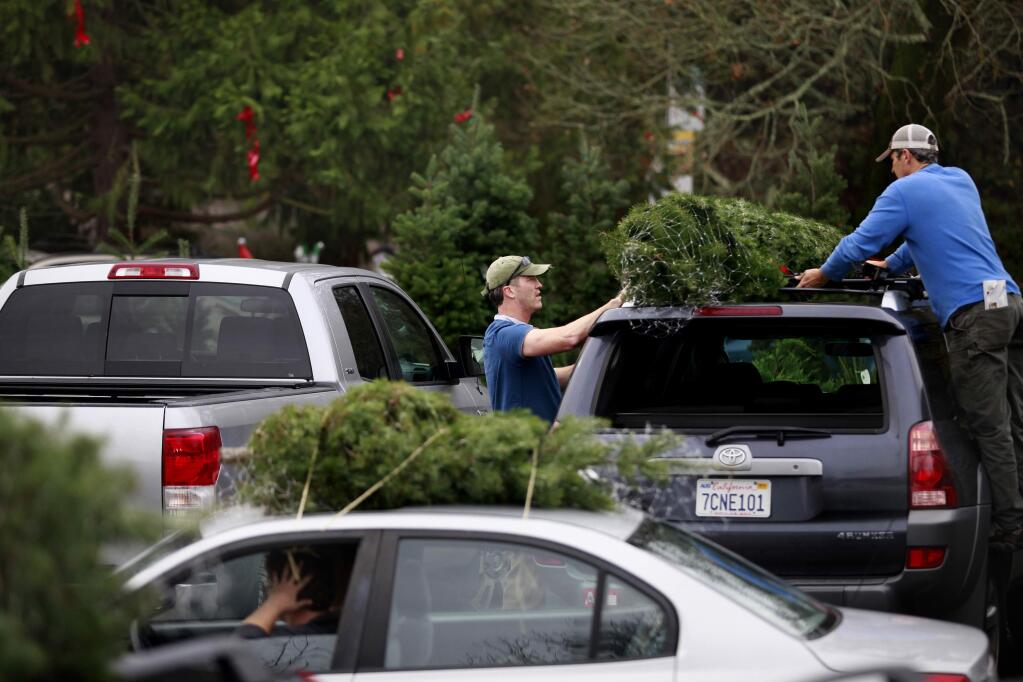 Friends Phil Kerr, left, and Eben Strousse tie a tree to the top of their car at Reindeer Ridge Christmas Tree Farm on Sunday, December 7, 2014 in Sebastopol, California . (BETH SCHLANKER/ The Press Democrat)