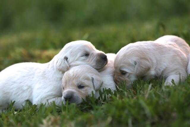 The litter of puppies from Cottage Garden Goldadors from which Tucker Bierbaum and his neighbor, Maggie Jane Sullivan, 6, will select their shared dog. (Courtesy of Cottage Garden Goldadors via Tucker Bierbaum)