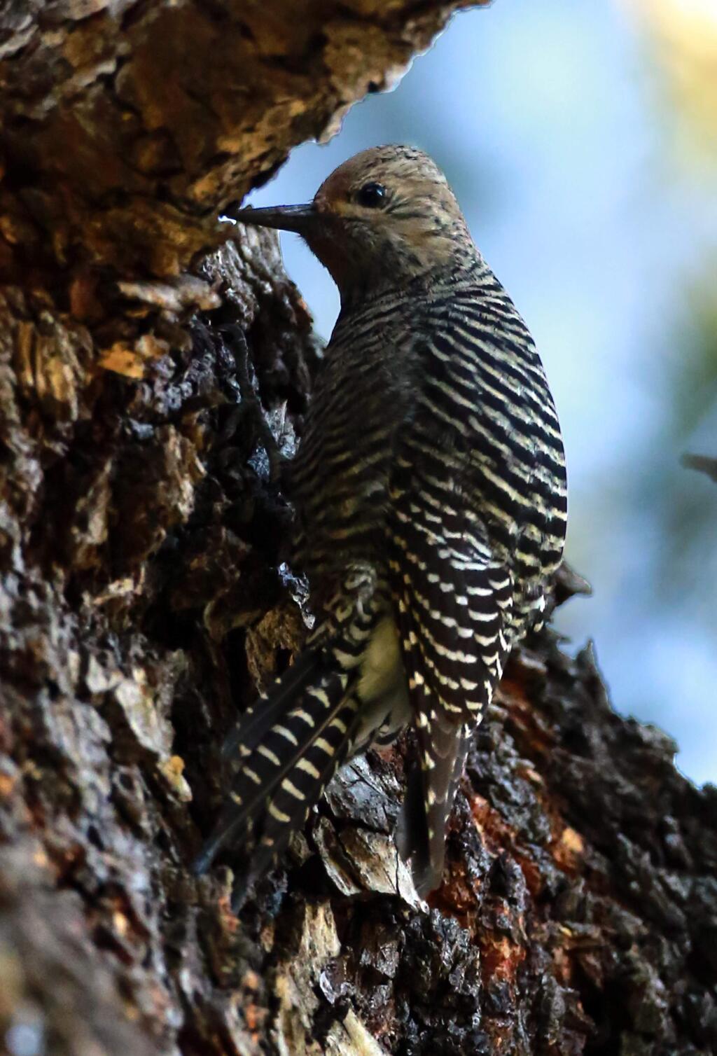 A female Williamson's sapsucker made a rare appearance in a tree at the Flamingo Hotel in Santa Rosa. The bird is a stray from its native Sierra Nevada. (Photo by John Burgess/The Press Democrat)
