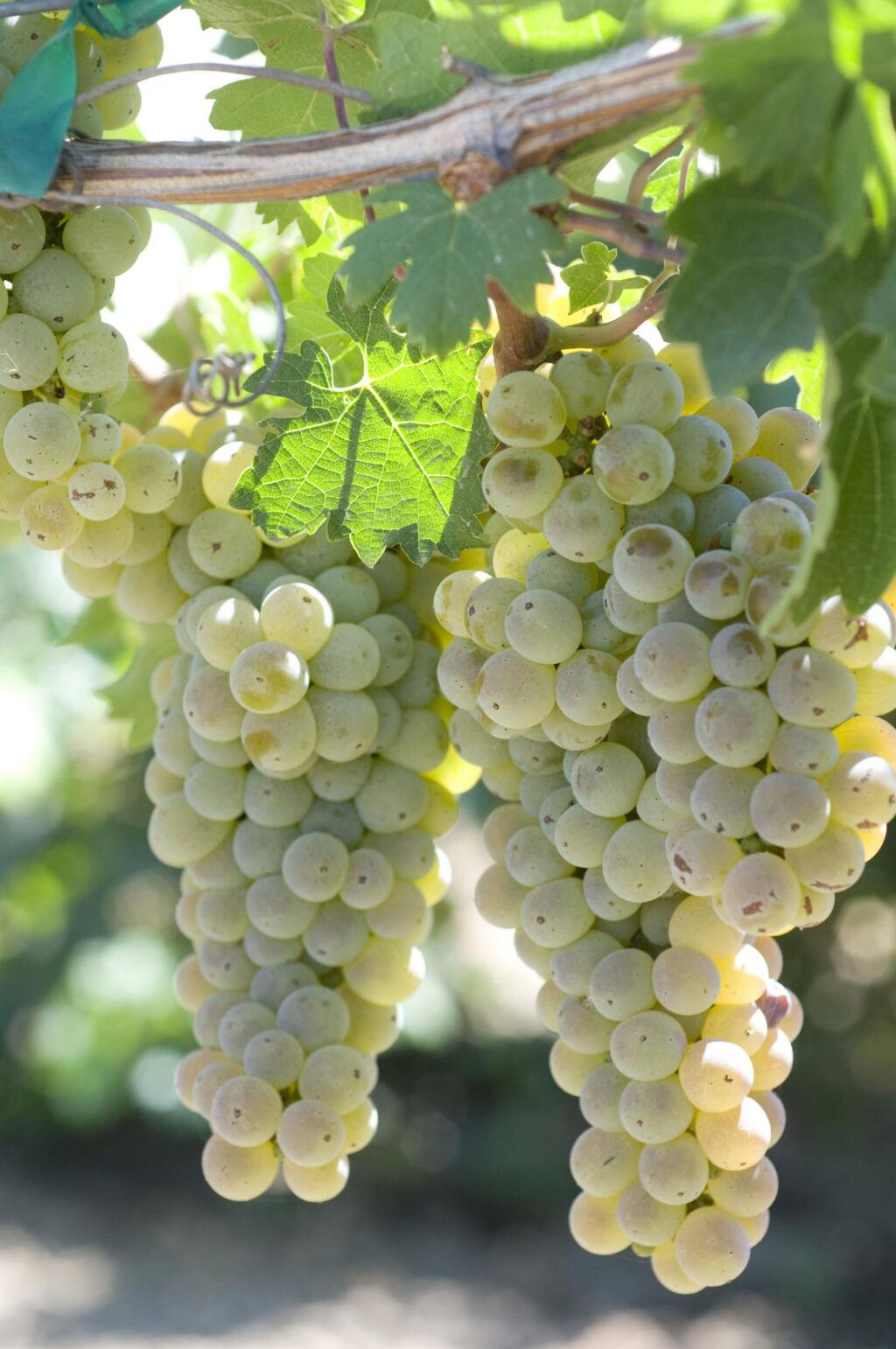 Caminante blanc, a Pierce's disease-resistant white grape variety released in late 2019, has characteristics of both sauvignon blanc and chardonnay, key grapes grown in Lake and Sonoma counties, respectively, for vintners. (photo by Dan Ng / University of California, Davis)