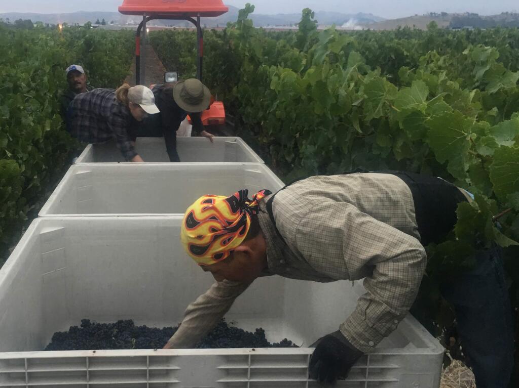 Workers at Mumm Napa harvest grapes from a vineyard in American Canyon on Monday, Aug. 7, 2017. (KENT PORTER/ PD)