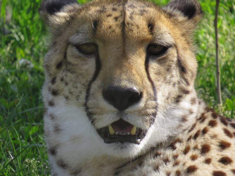 Thula, a beloved cheetah at Safari West, passed away on Feb. 27, 2018. Photo by Mark Pressler.